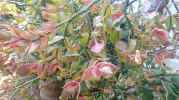 Pedilanthus Bracteatus Çiçekleri Bahçede Rüzgarda Esiyor Çiçek Amaçlı Çiçek Bahçesi — Stok video