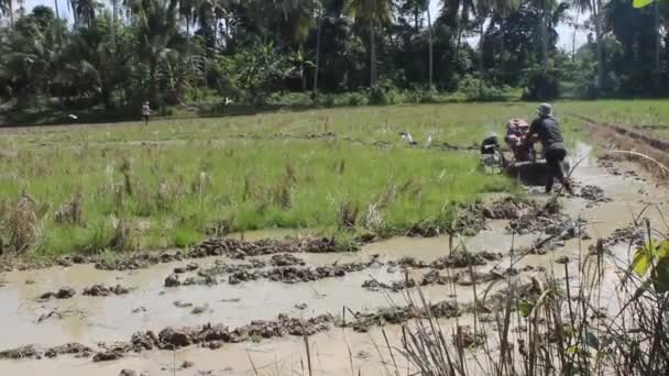 2024年2月5日 インドネシアのノースアチェでは 農民が日中に田畑を耕すためにハンドトラクターを使用しています — ストック動画