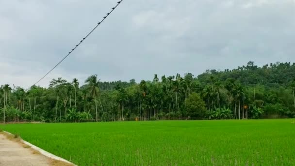 黒いワイヤーの上に立っている鳥を見ることができる曇った午後の米畑の景色 — ストック動画