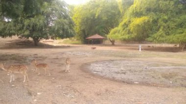 Roe geyiği, benekli geyik kaprisli dişi ve erkek geyik otlakta besleniyor ve etrafa bakıyor. Dişi vahşi hayvan