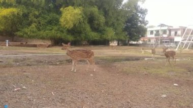 Roe geyiği, benekli geyik kaprisli dişi ve erkek geyik otlakta besleniyor ve etrafa bakıyor. Dişi vahşi hayvan