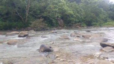 Vahşi dağ nehri büyük kayaların arasından akar. Bolca temiz su akışı. Soğuk su ormanın yakınına sıçrar. Kayalardan küçük bir şelale. Su arkaplanı kavramı