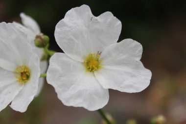 Narin beyaz çiçekler doğada açar, bahar arka planında. Meksika kılıç fabrikasının (Echinodorus palefolius) yakın plan beyaz çiçekleri rüzgarda savruluyor. makro su yasemin
