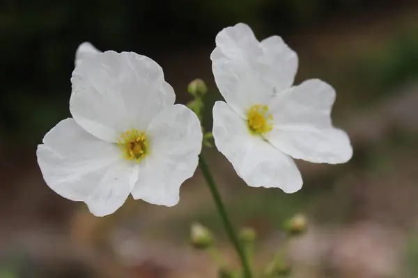 Narin beyaz çiçekler doğada açar, bahar arka planında. Meksika kılıç fabrikasının (Echinodorus palefolius) yakın plan beyaz çiçekleri rüzgarda savruluyor. makro su yasemin