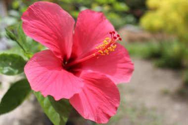 kırmızı çiçek, Tayland 'da tropikal çiçek