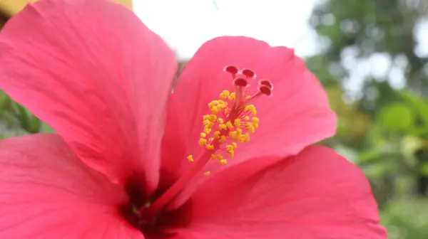 Bahçedeki güzel çiçek