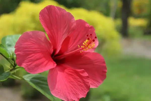 Bahçedeki güzel amber çiçeği.