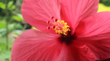 Bahçedeki pembe amber çiçeği, makro, çiçek özü, çiçek bahçesi konsepti