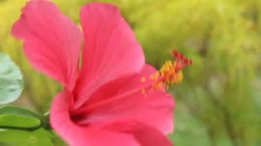 Bahçedeki pembe amber çiçeği, makro, çiçek özü, çiçek bahçesi konsepti