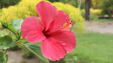 Bahçedeki pembe amber çiçeği, makro, çiçek özü, çiçek bahçesi konsepti