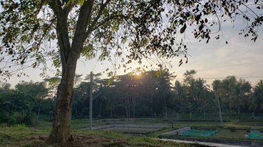 Ağaç Silueti, Balık Göletleriyle Dolu Yeşil Arazide Gün Batımına Karşı