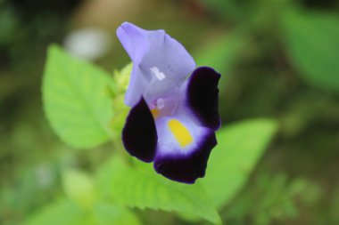 Narin bir Mor ve Sarı Yaban Çiçeğinin Yakın Çekim Görüntüsü