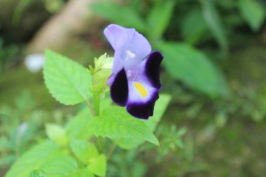 Mor ve beyaz yapraklı tek bir lades kemiği çiçeği.