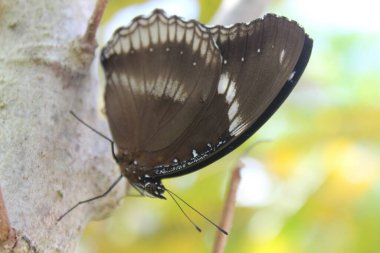 Bir dalın üzerine tünemiş Siyah ve Beyaz Kelebek