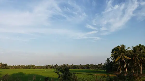 Bereketli yeşil pirinç tarlası Palmiye ağaçlarıyla Mavi Gök altında