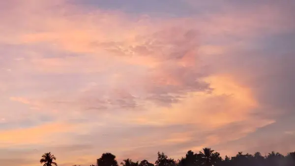 Yumuşak Pembe ve Turuncu Günbatımına Karşı Siluetli Ağaçlar