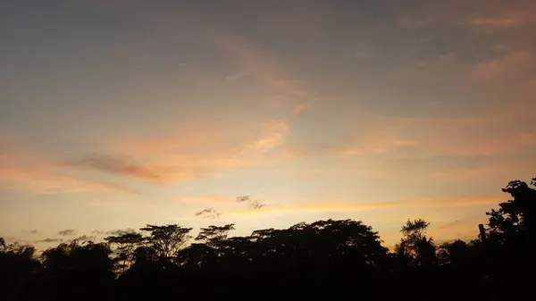 Siluetli Ağaçlar Günbatımına Karşı