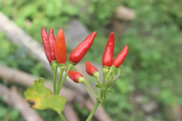 Yeşil Bitki 'deki Kırmızı Biber' e yakın plan.