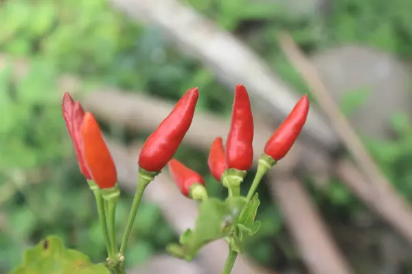 Yeşil Bitki Kökündeki Kırmızı Biber 'e yakın plan.