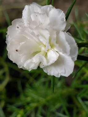 Yeşil Kök ve Yapraklarla Narin Beyaz Çiçek