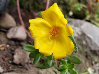Yeşil Yapraklı Tek Parlak Sarı Çiçek