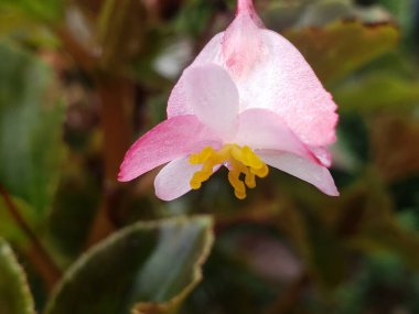 A Close-Up View of a Delicate Pink Flower with Yellow Stamens clipart