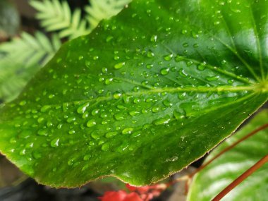 Çiğ kaplı Yeşil Yaprak Yakın Çekim