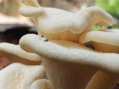 Küme içinde büyüyen istiridye mantarlarının yakın çekimi