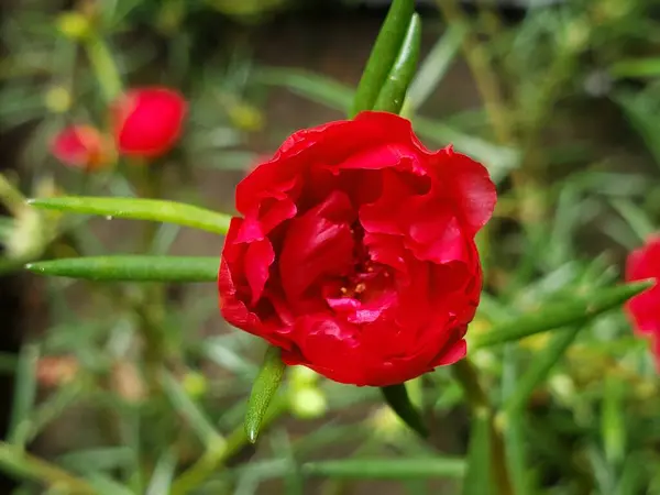 Yeşil Yapraklı Tek Kırmızı Gül Çiçeği