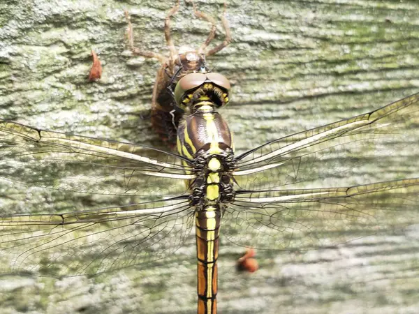 Kanatları Açılmış Yusufçuk, Damarların ve Dokuların Ayrıntıları