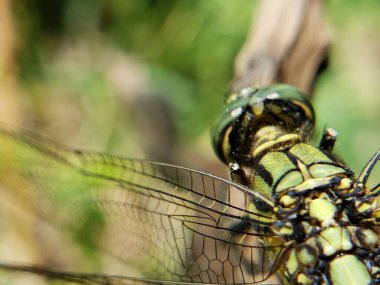 Doğada hassas kanatları olan bir Yeşil Yusufçuğun Macro Fotoğrafı