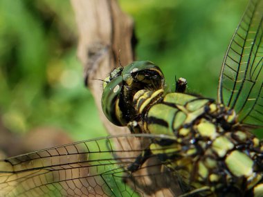Bir dala konmuş yeşil bir yusufçuğun kanatlarını açarak yaklaş.