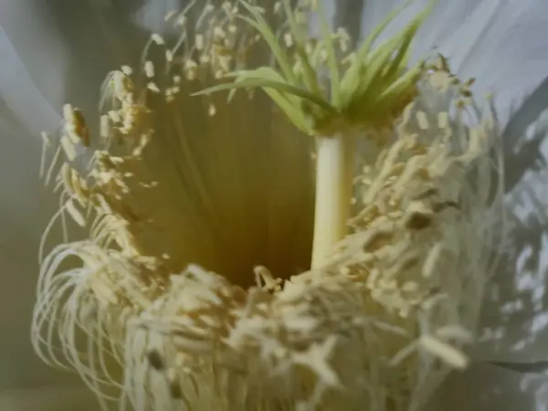 Beyaz bir çiçeğin erkek organı ve kekemeliğinin makro fotoğrafçılığı, karmaşık detaylar ve hassas dokular sergiliyor..