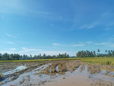 Çamurlu pirinç tarlası Palmiye ağaçları ve mavi gökyüzü