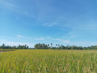 Berrak Mavi Gökyüzü Altında Yeşil Çeltik Tarlası