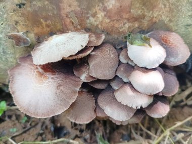 Bir ağaç gövdesinde büyüyen kahverengi ve beyaz mantar kümesi.