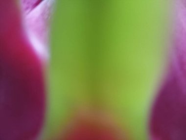 Pembe, Yeşil ve Kırmızı Renkli Bulanık Özgeçmiş. Duvar kağıdı veya arkaplan için uygun