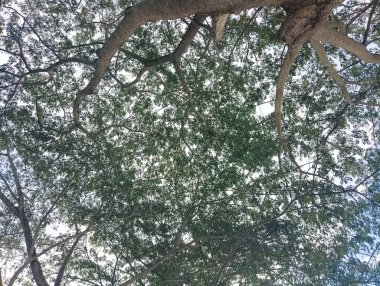 Yoğun Ağaçlar Tepesi Görünümü