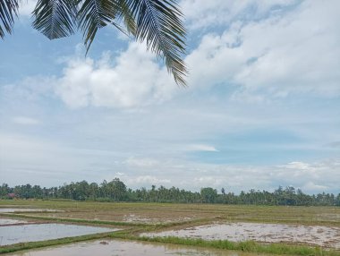 Bir çeltik tarlasına bakan palmiye ağacı dalı