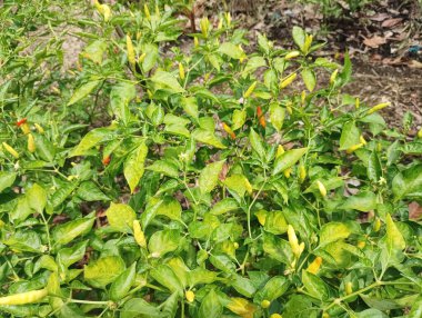 Beyaz kabarık bulutlar açık mavi bir gökyüzüne dağıldı.. 
