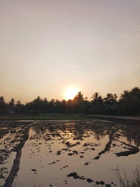 Su basmış çeltik tarlasında gün batımı