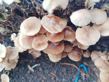 Beyaz kabarık bulutlar açık mavi bir gökyüzüne dağıldı.. 