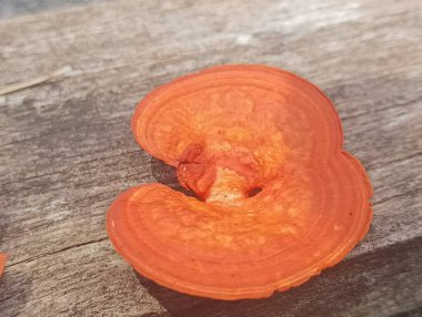 Tahta bir yüzeyde tek portakal mantarı.