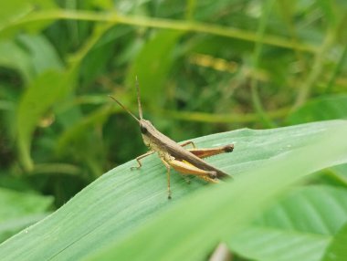Yeşil Yaprak 'a konmuş Kahverengi Çekirge