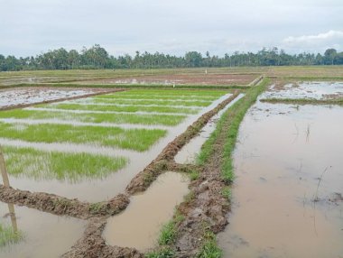 Sıralar dolusu taze pirinç ve su ile Paddy Field