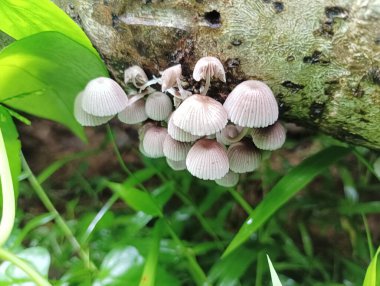 Bereketli bir ormanda ağaç gövdesinde yetişen narin beyaz mantarların yakın çekimi.