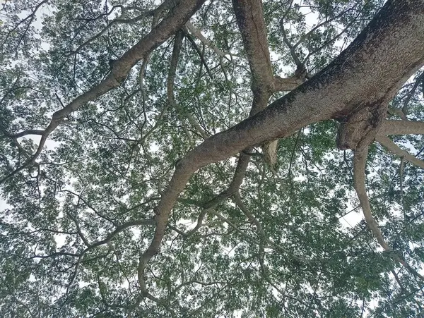Kalın Dalları ve Yeşil Yaprakları olan Büyük Bir Ağaç Düşük Açı Görünümü