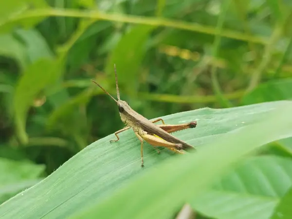 Yeşil Yaprak 'a konmuş Kahverengi Çekirge