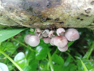 Bir ağaç dalının altında büyüyen zarif pembe mantar kümesi.