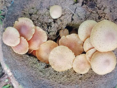 Ağaç kütüğünde büyüyen Solgun Mantar Kümesi